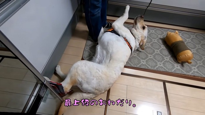 足にまとわりつく大型犬