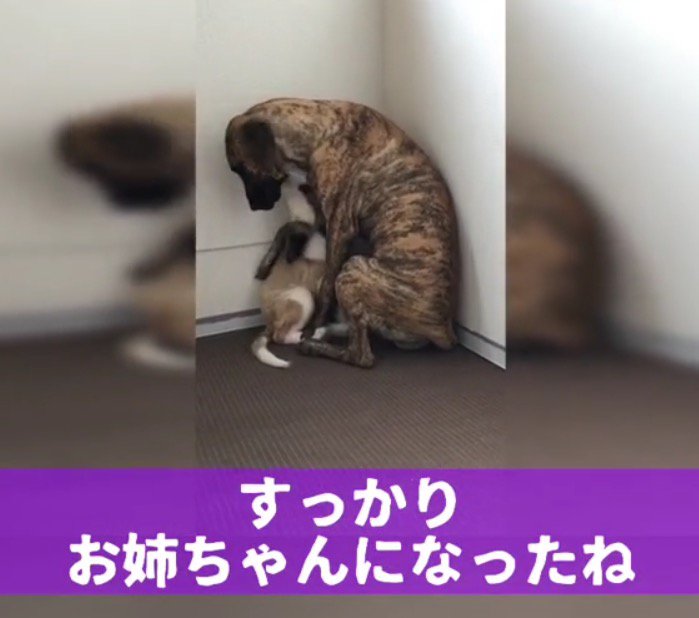 子犬を前足で抱き寄せる大型犬
