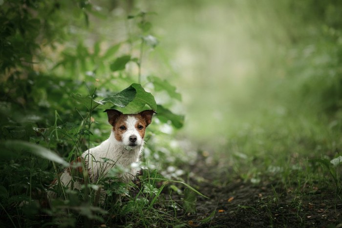 葉っぱと犬