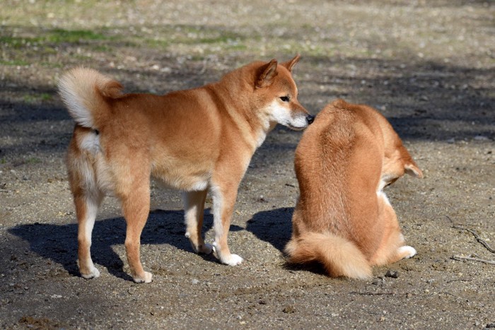 2匹の柴犬