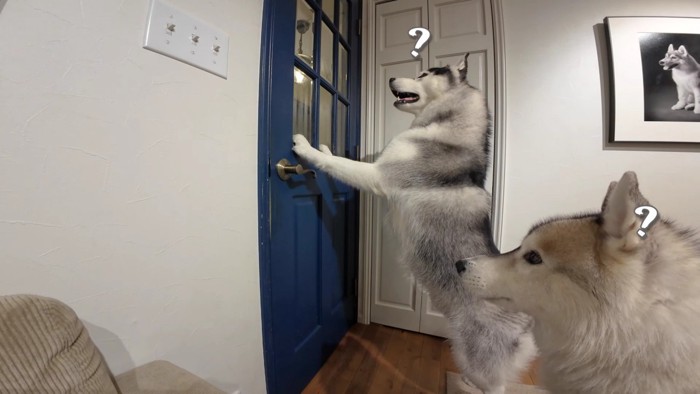 犬たちだけにしてみたら