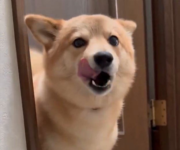 お耳