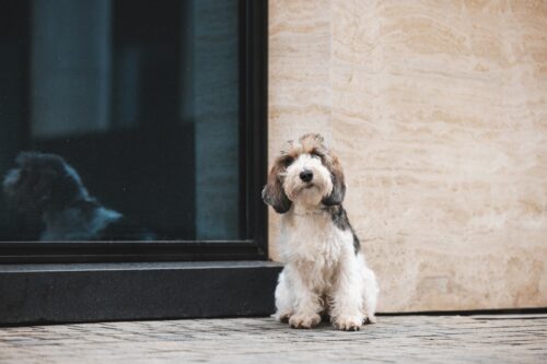 プチバセットグリフォンバンデーン