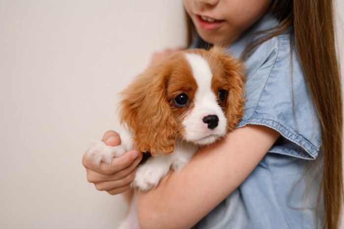 抱っこされたキャバリアの子犬