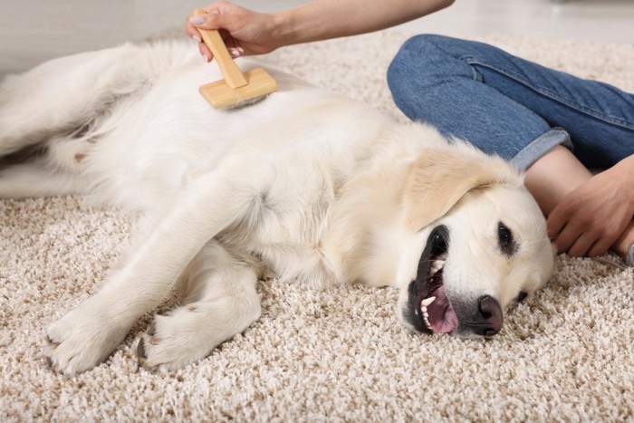 寝転んでブラッシングする犬