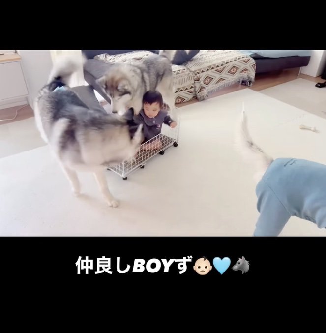 わちゃわちゃ