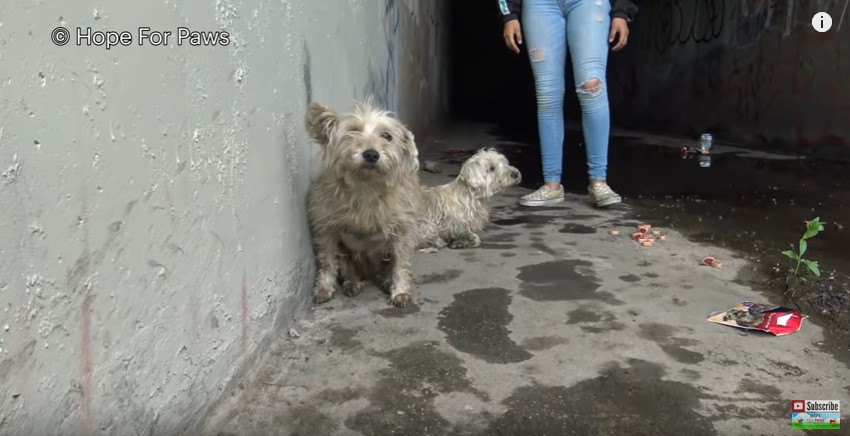 下水道の入り口にいる2匹の犬