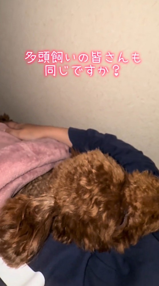 飼い主の右腕と体の間で眠る茶色い犬