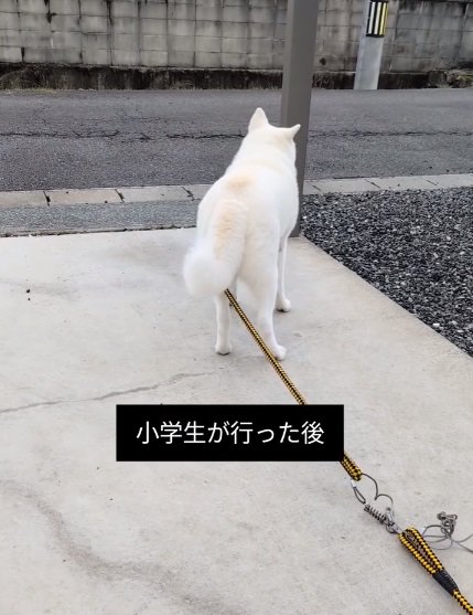尻尾が下がるこゆきちゃん2