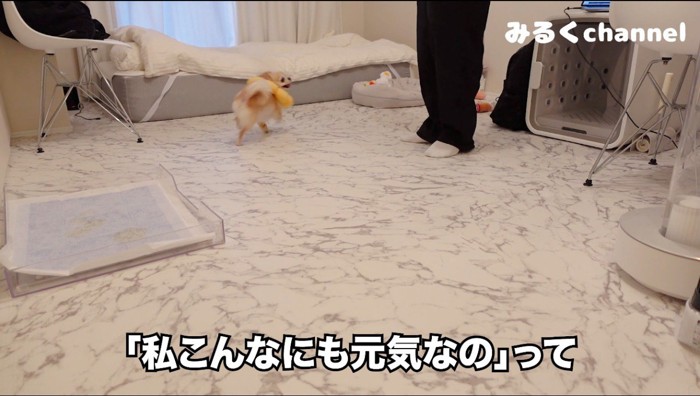 走りながら飼い主を見上げる犬