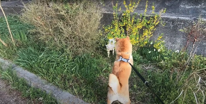 威嚇する猫と柴犬