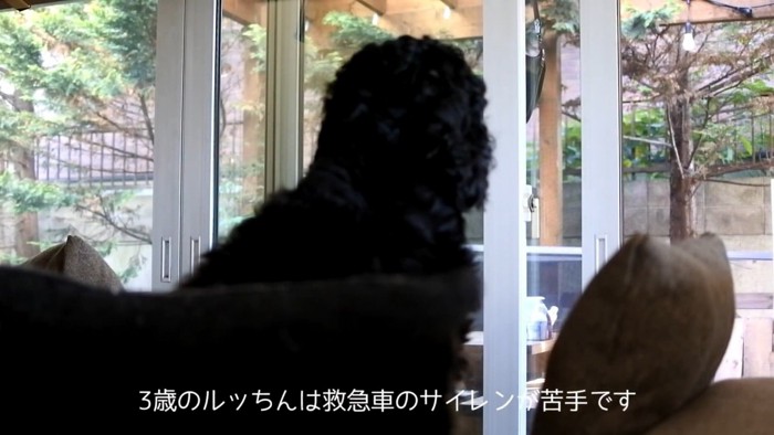 サイレンが鳴った時のルークくん