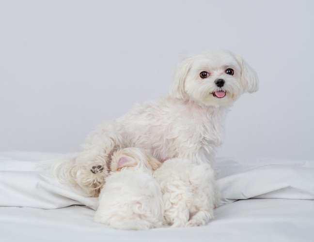 子犬に授乳しているマルチーズの母犬