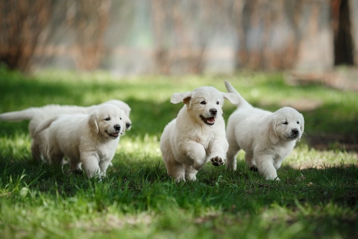 芝生を駆け回る白い子犬たち