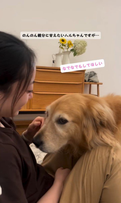 甘えながらご飯を気にするハルちゃん8