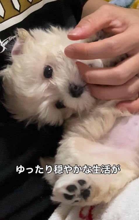 飼い主の指にじゃれつく子犬