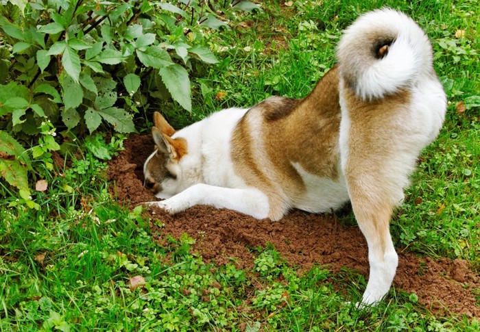 穴堀りしている犬