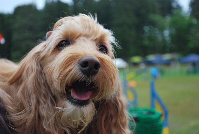 ドッグスポーツ犬