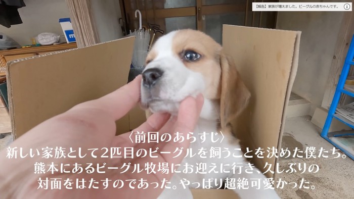 まるでスヌーピー！？子犬のブリトニーちゃん