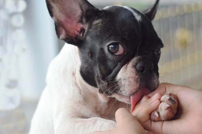 女性の手を舐めている犬