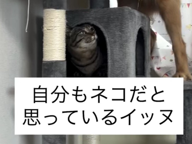 ハウスの中から見上げる猫