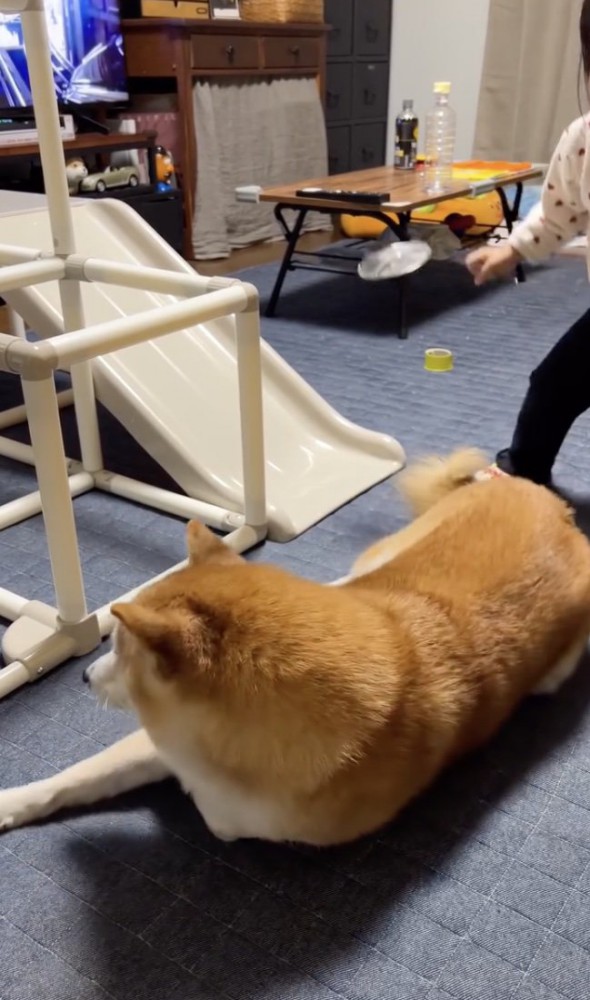 ごろりんっ