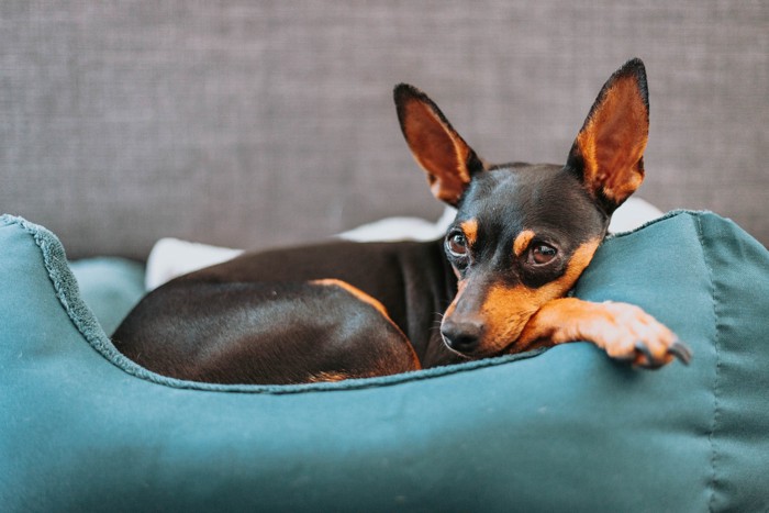 室内の犬用ベッドでくつろぐミニチュアピンシャー