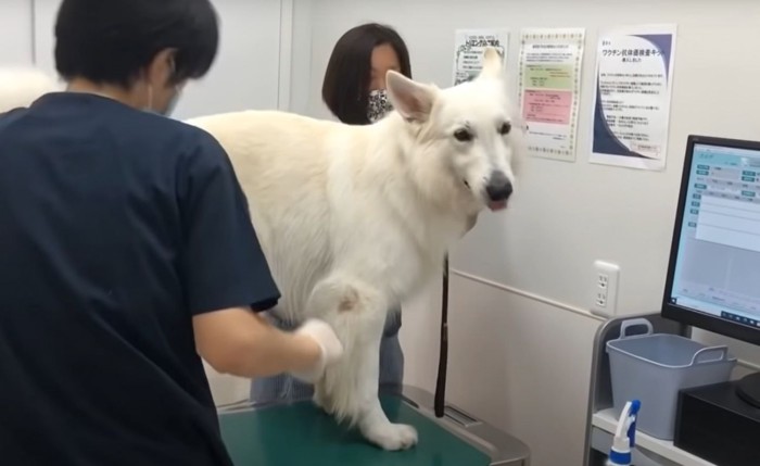 カメラの方を見る犬