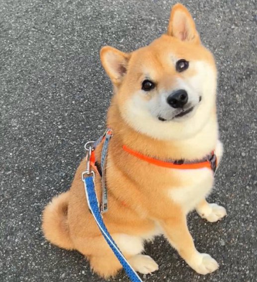 可愛すぎる