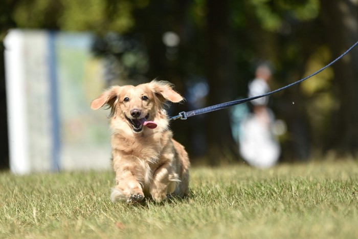 散歩をするダックスフンド