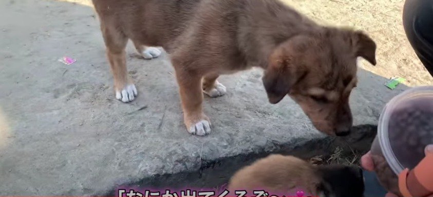 ご飯待ち