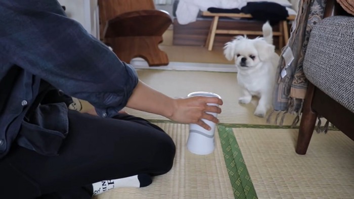 飼い主から機械を見せられる犬