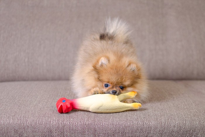 おもちゃで遊ぶ犬