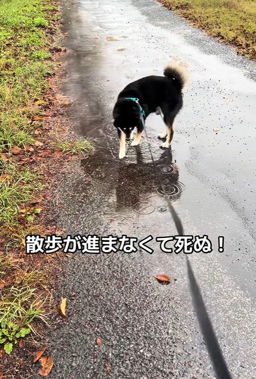 水たまりに興味津々のくろまめ君7