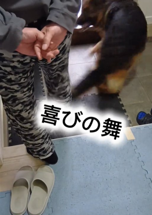 回る犬2