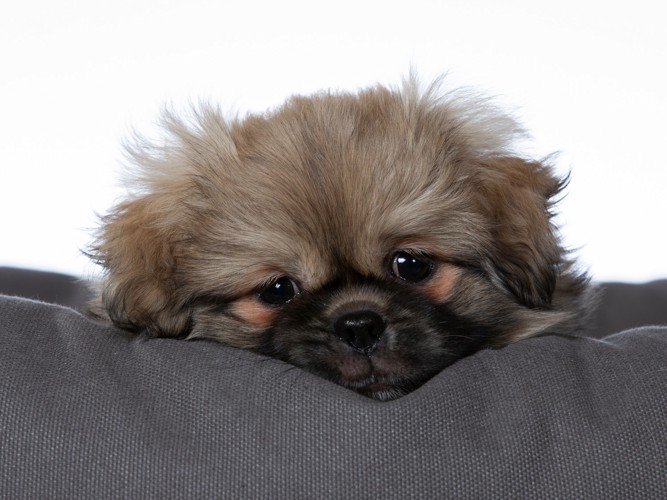 生まれて間もないチベタンスパニエルの子犬