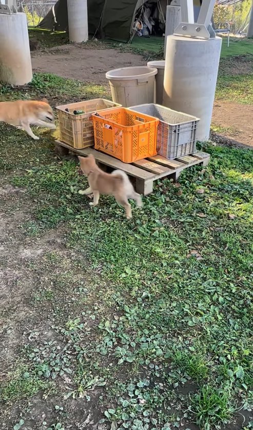 外で追いかけっこをしている2匹の犬