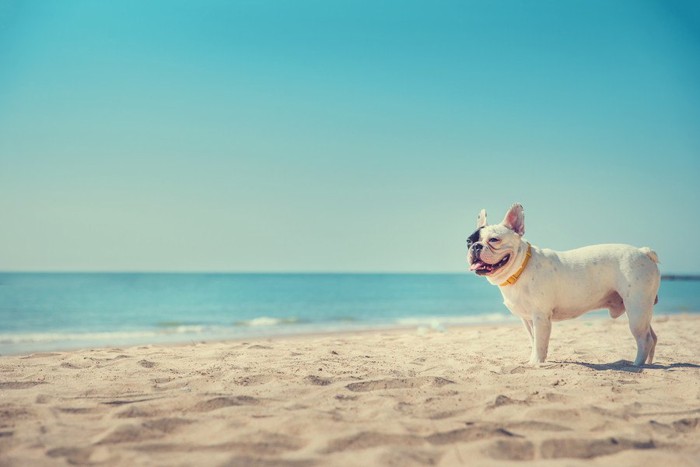 砂浜に立っている犬