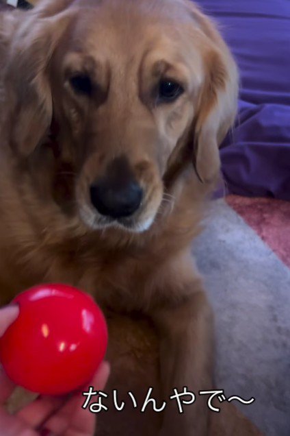 ボールが欲しい…