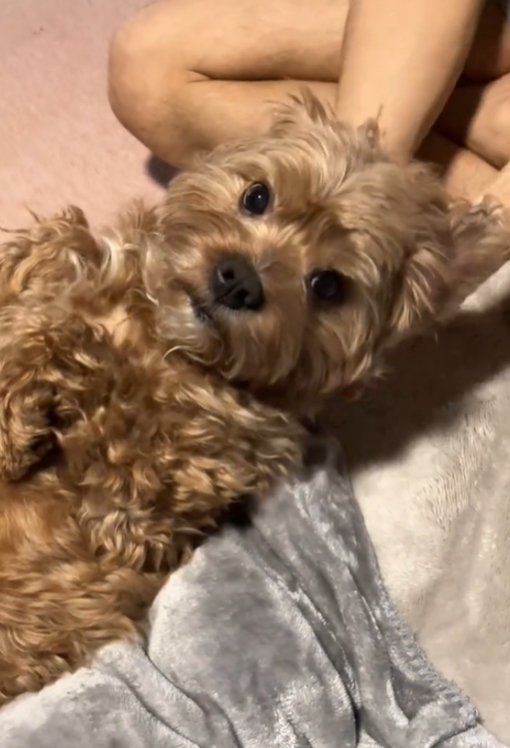 カメラ目線の犬1