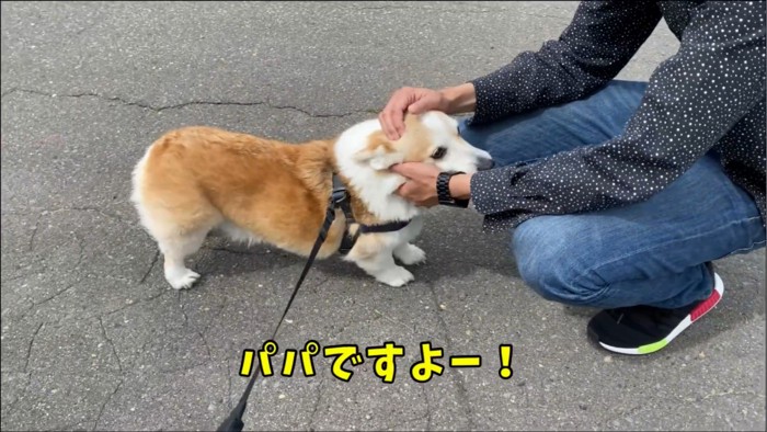 パパに撫でられる犬