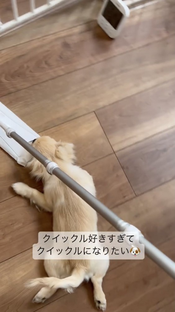 お掃除ワイパーと犬