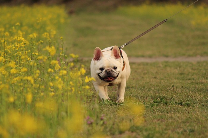 黄色い花とお散歩中の犬