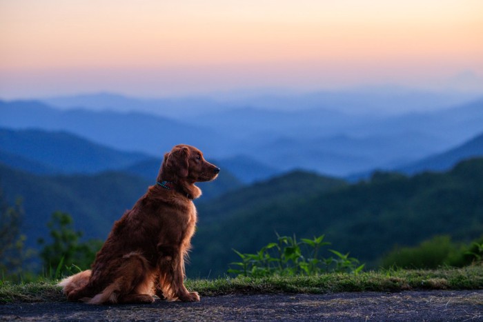 遠く見つめる犬