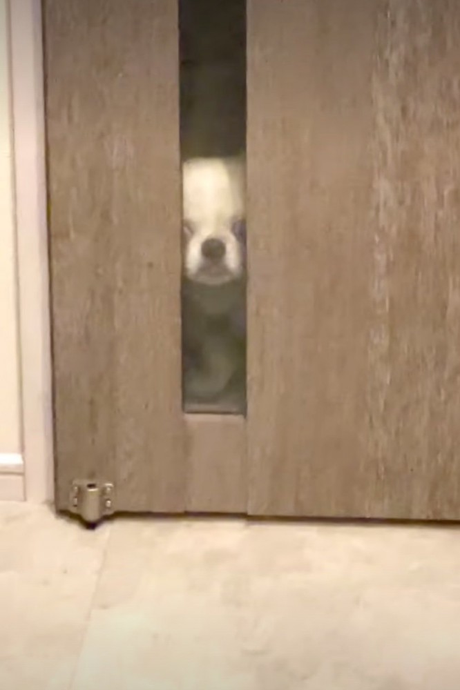 透明ガラスから覗く犬