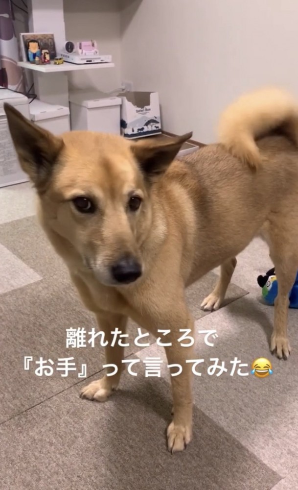 こちらを見る犬2