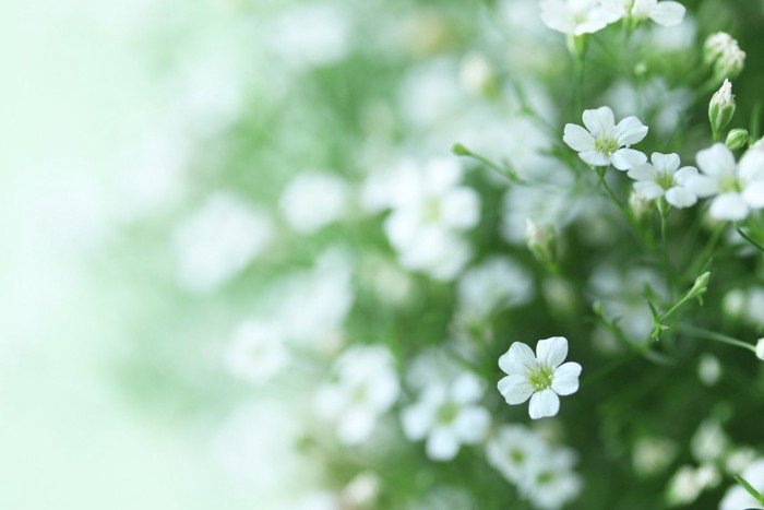 カスミソウの花