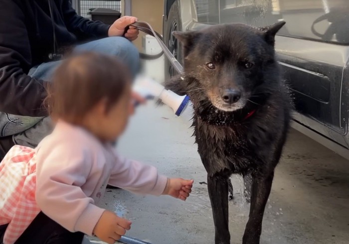 洗われる犬を触る女の子