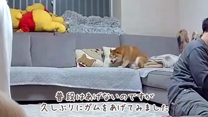 特別なガムをあげてみた♪