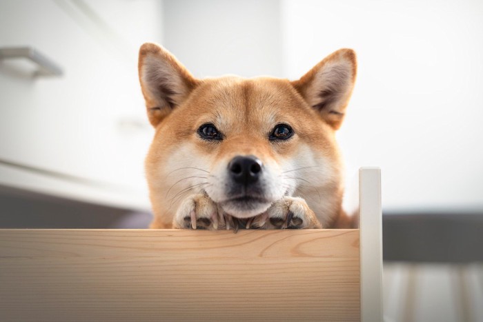 空いた引き出しに顎を乗せる柴犬